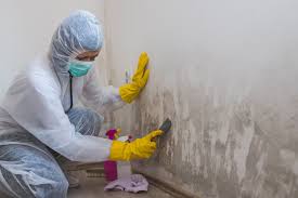 Best Mold Documentation for Insurance Claims in Irondale, GA